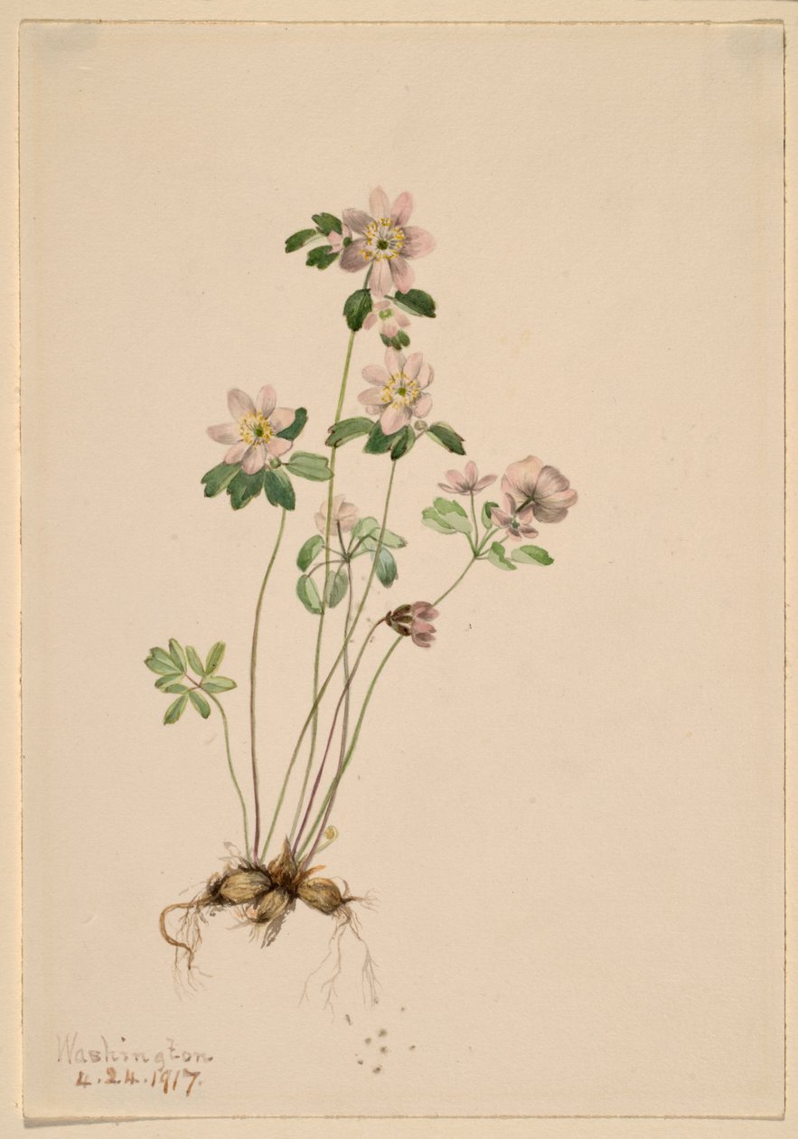 Anemonella (Syndesmon thalictroides) autorstwa Mary Vaux Walcott