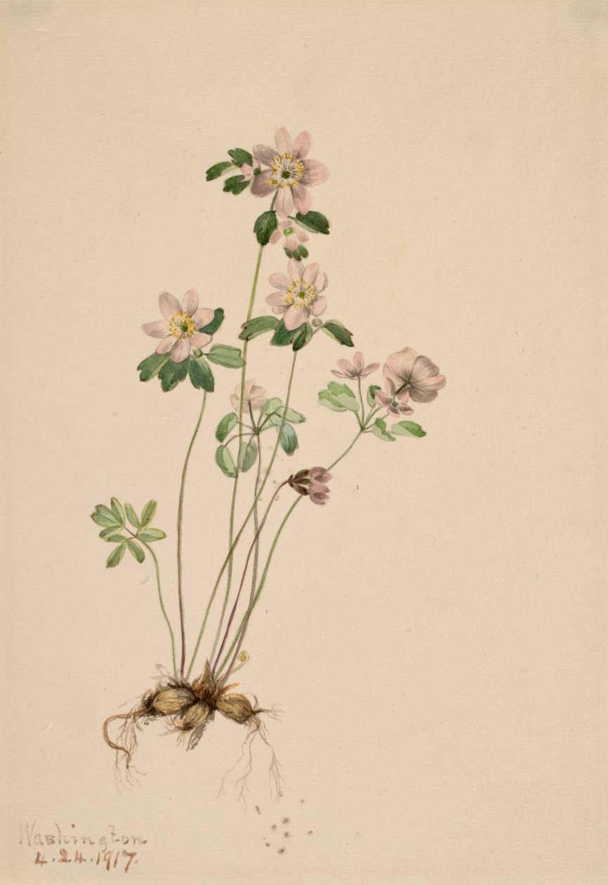 Anemonella Syndesmon thalictroides, 1917. autorstwa Mary Vaux Walcott