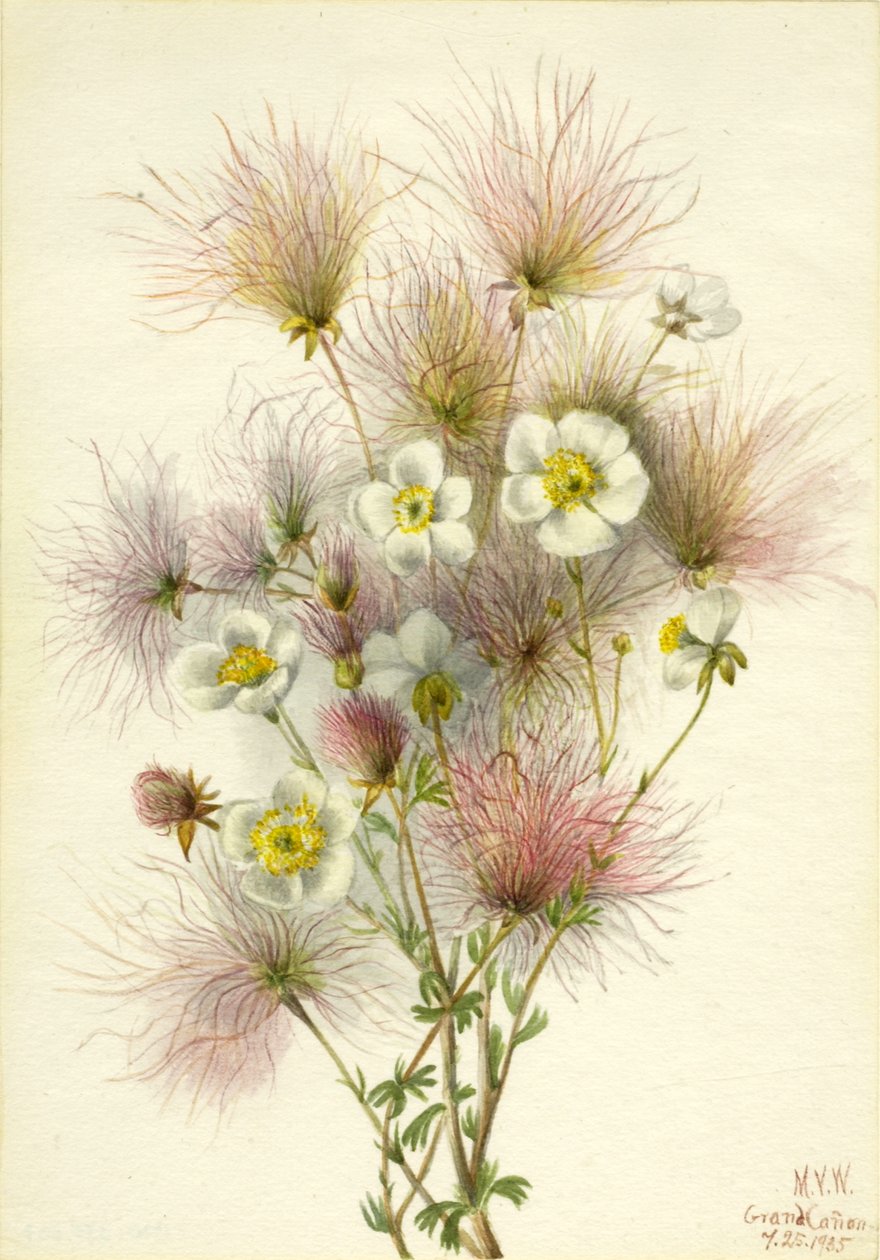 Apache Plume Fallugia paradoxa, 1935. autorstwa Mary Vaux Walcott