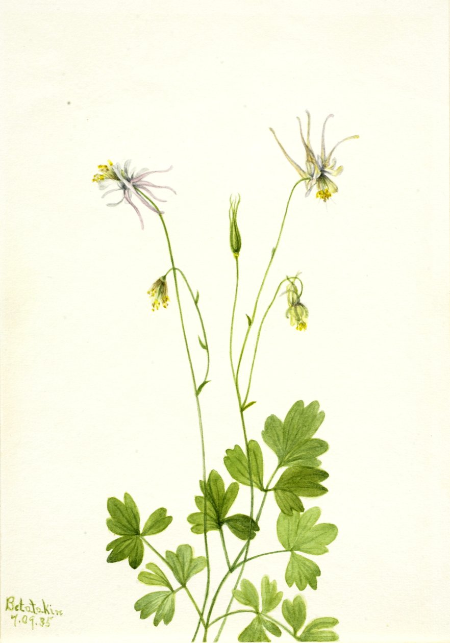 Orlik ecalcarata, 1935. autorstwa Mary Vaux Walcott
