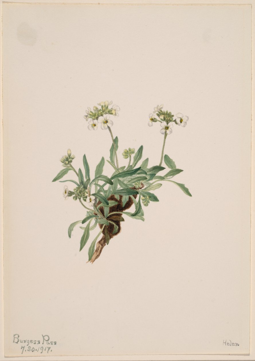 Arabis drummondii autorstwa Mary Vaux Walcott