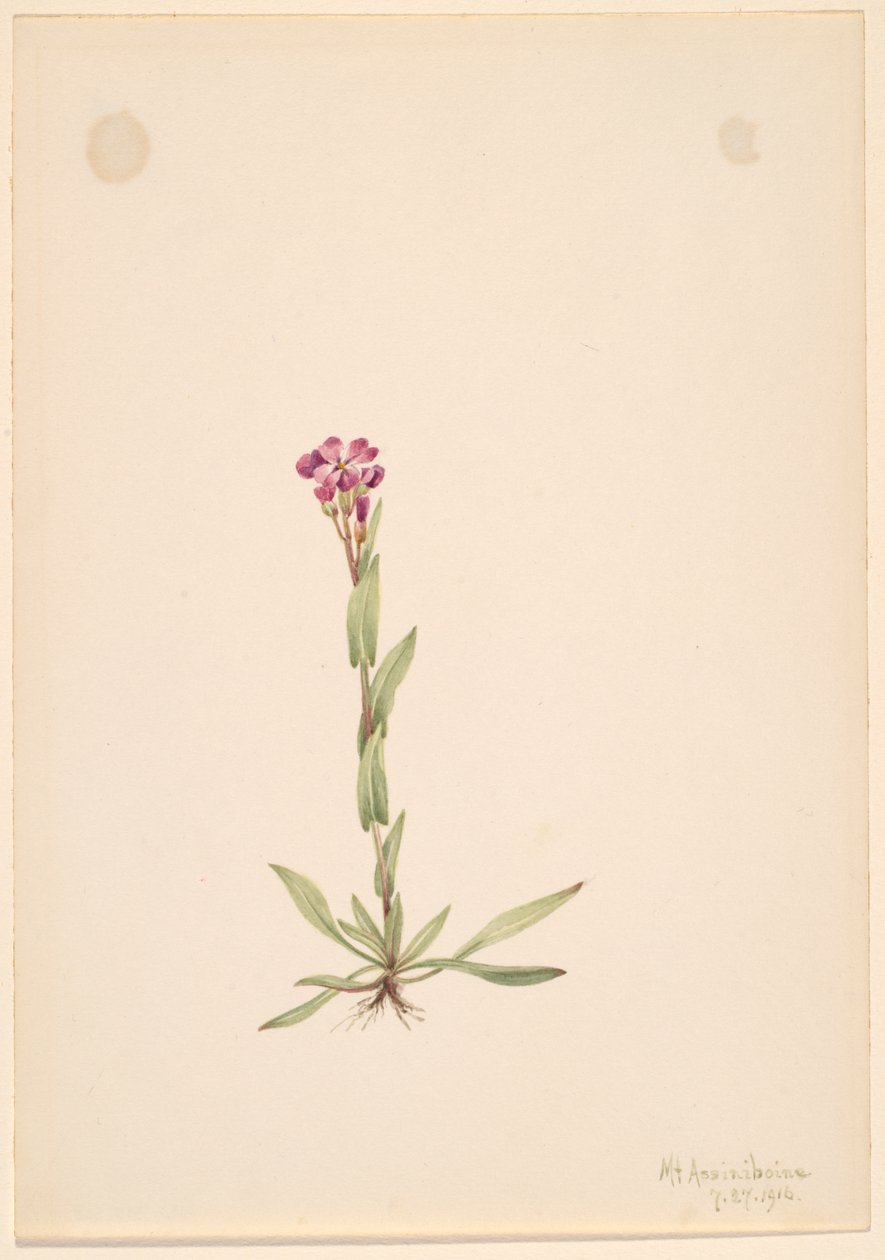Arabis lyallii, 1916. autorstwa Mary Vaux Walcott
