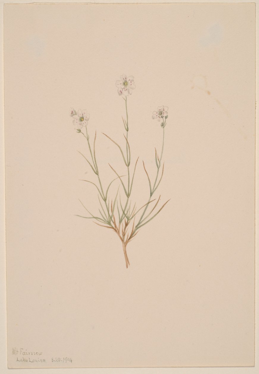 Piaskowiec Formosa, 1904. autorstwa Mary Vaux Walcott