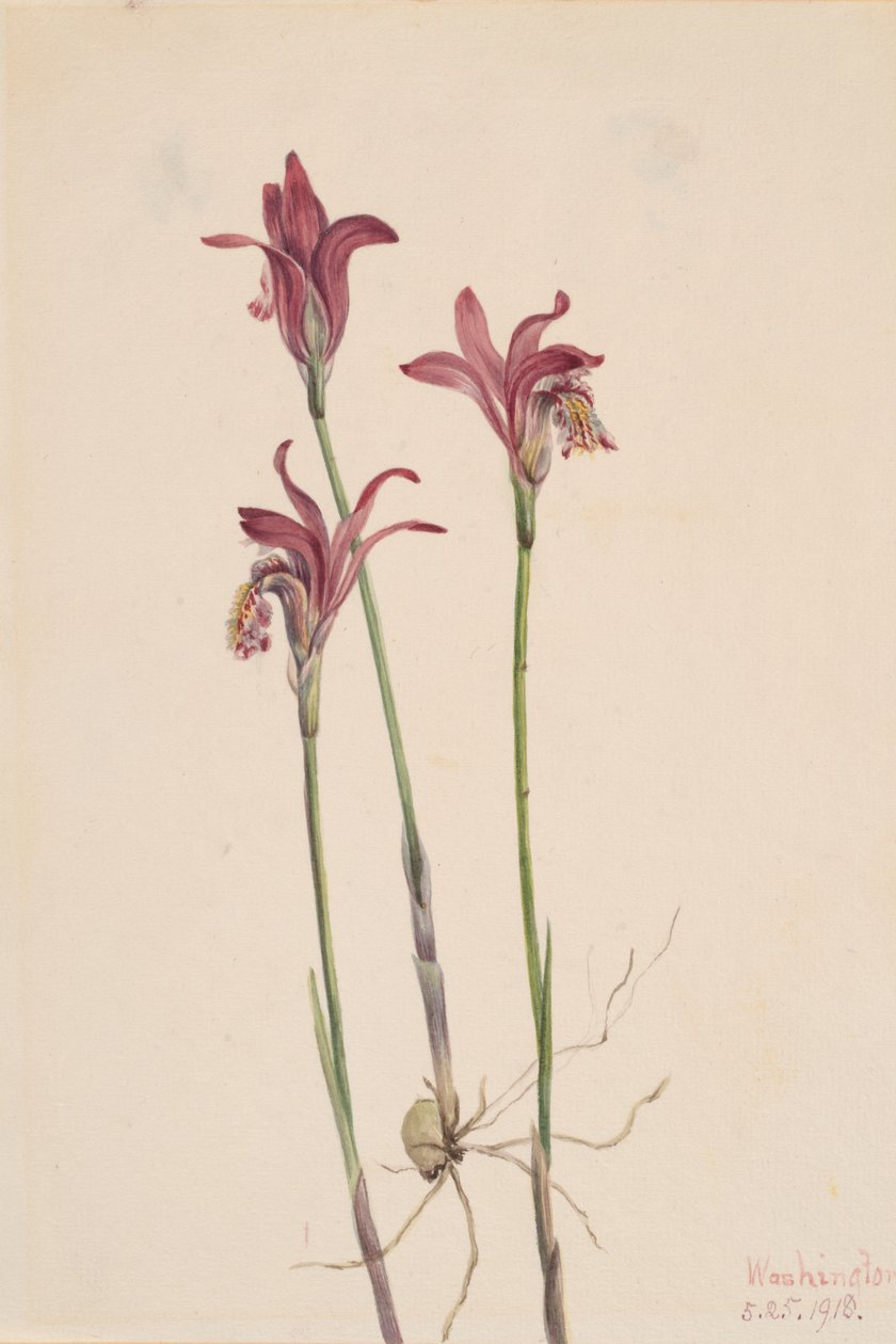 Arethusa Arethusa bulbosa, 1918. autorstwa Mary Vaux Walcott