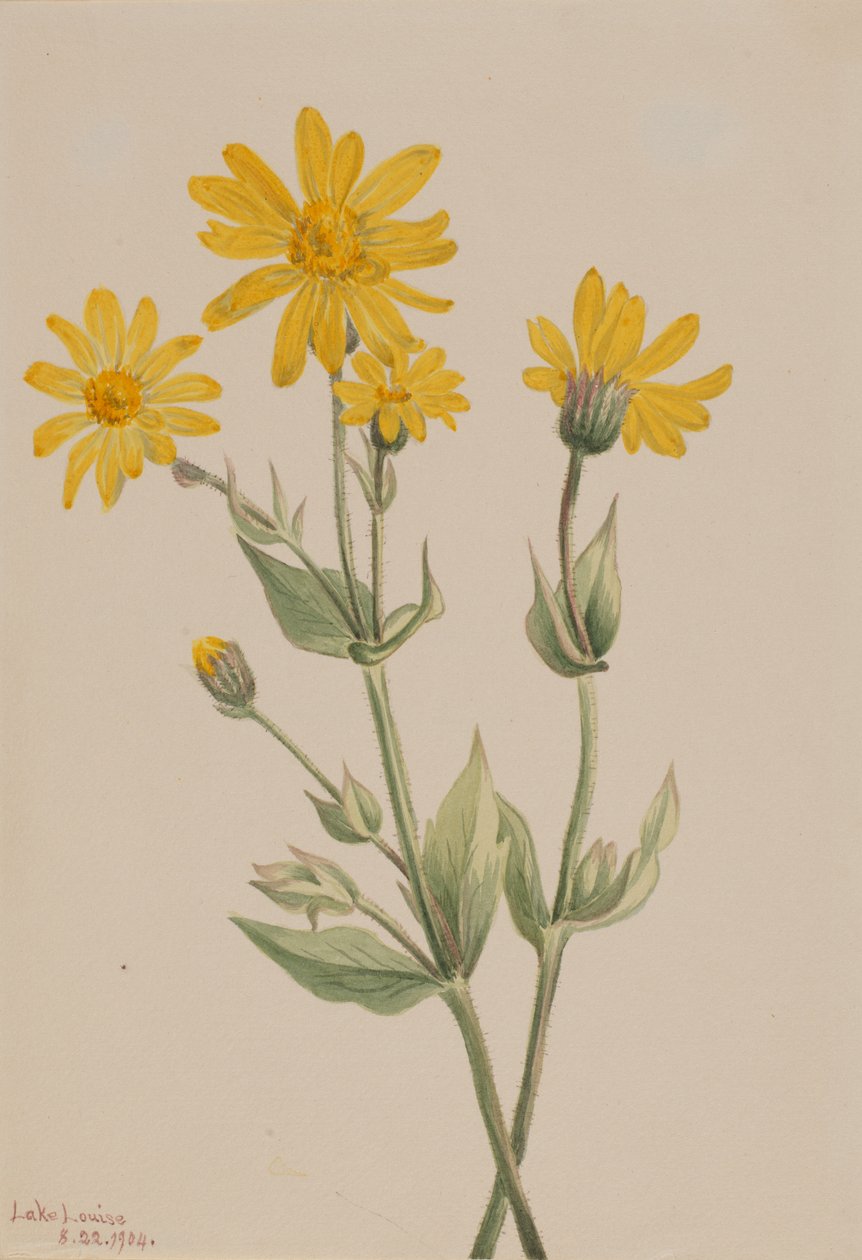 Arnica Arnica latifolia, 1904. autorstwa Mary Vaux Walcott