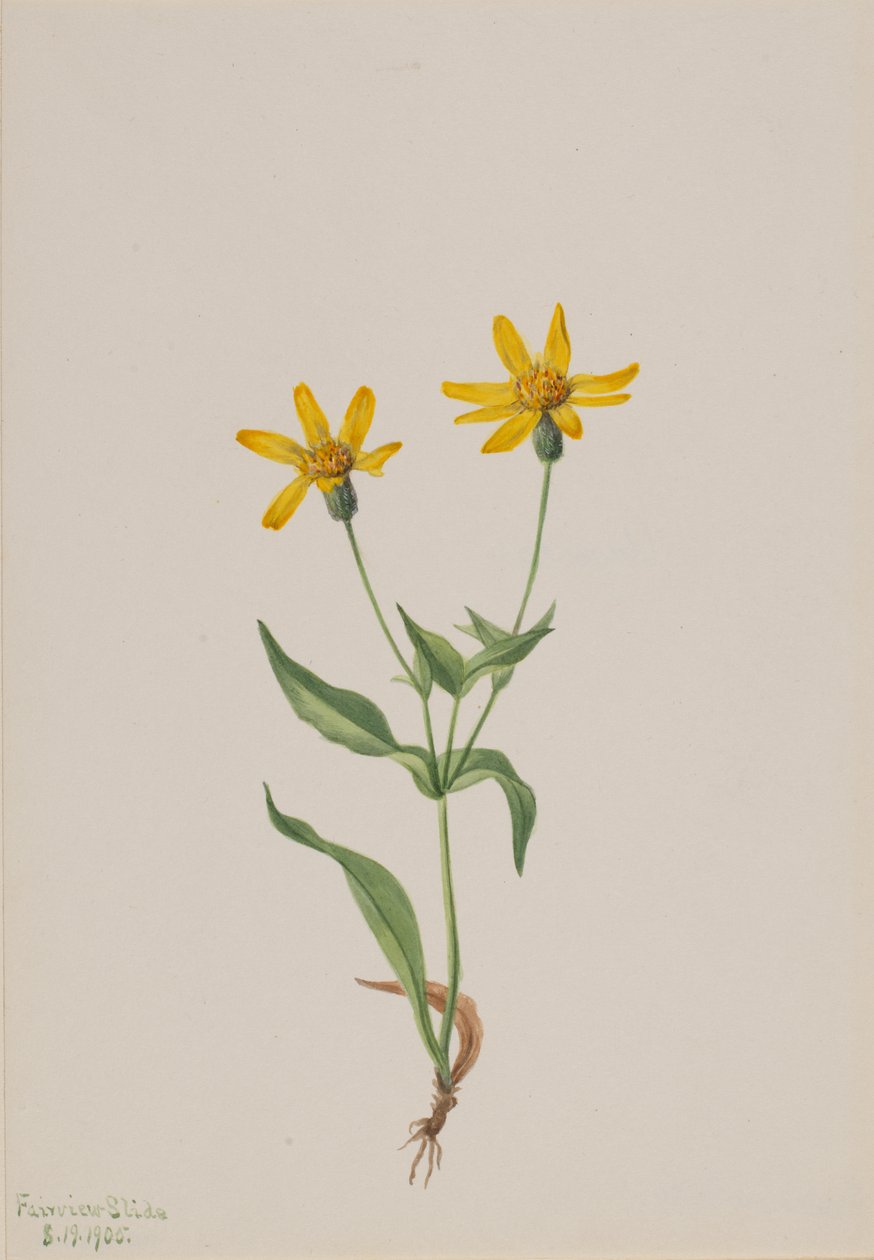 Arnica alpina, 1905. autorstwa Mary Vaux Walcott