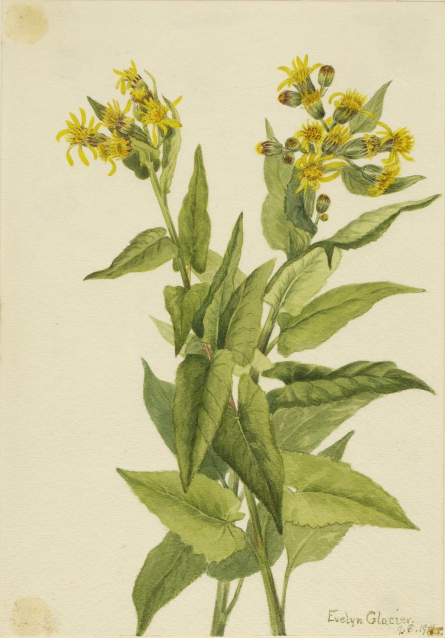 Strzałkowiec trójkątny (Senecia triangularis) autorstwa Mary Vaux Walcott
