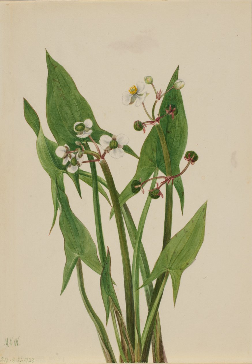Arum Arrowhead Sagittaria cuneata, 1923. autorstwa Mary Vaux Walcott