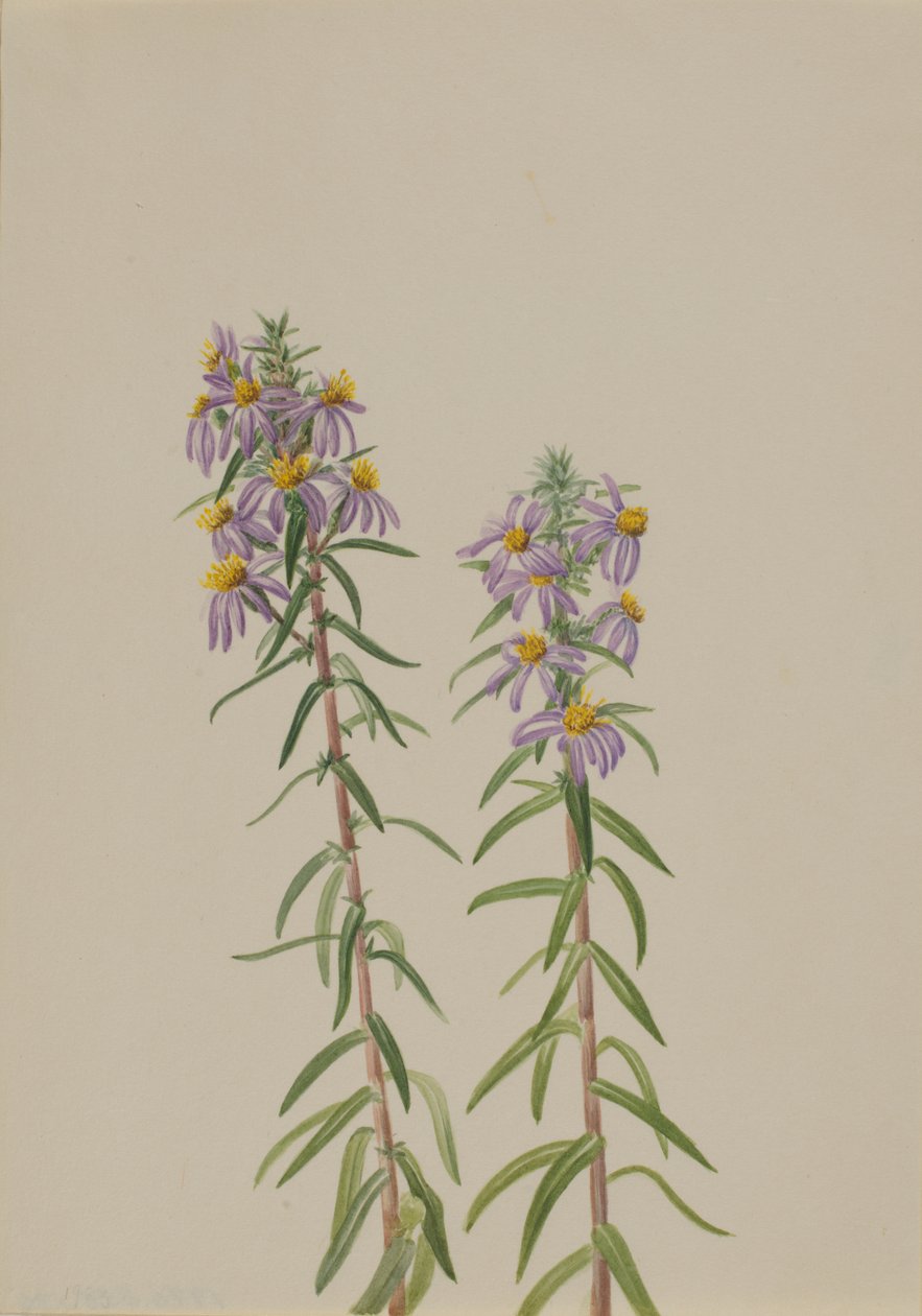 Aster Aster hirariifolius, 1923. autorstwa Mary Vaux Walcott