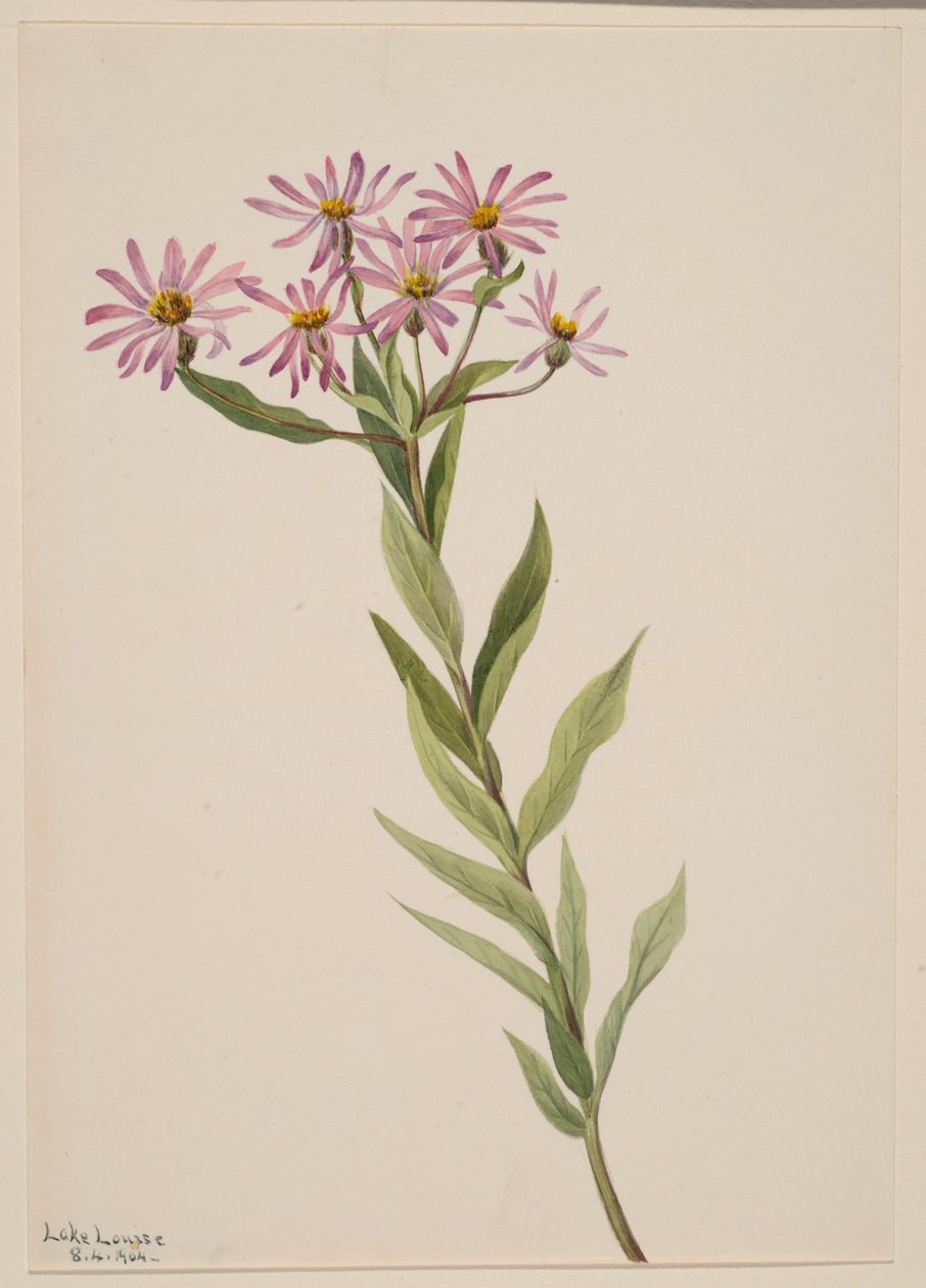 Aster Engelmann autorstwa Mary Vaux Walcott
