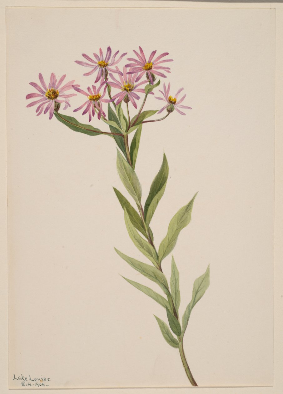 Aster Engelmann, 1904. autorstwa Mary Vaux Walcott