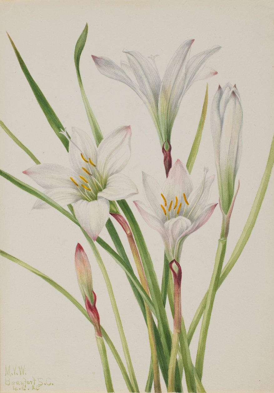 Lilia Atamasco (Atamosco atamasco) autorstwa Mary Vaux Walcott