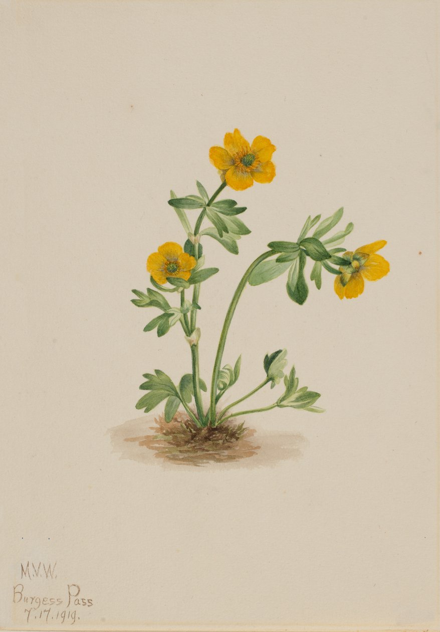 Jaskier lawinowy Ranunculus suksdorfii, 1919. autorstwa Mary Vaux Walcott