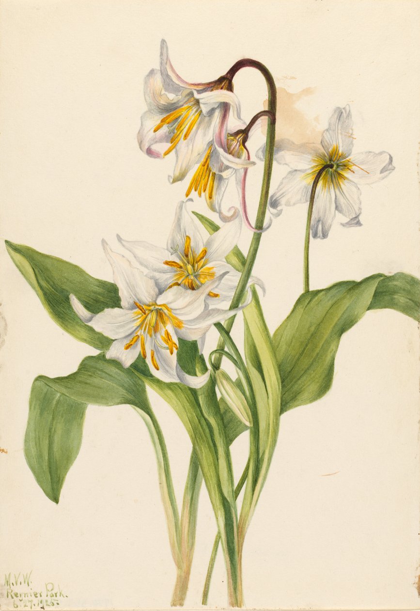 Lilia lawinowa (Erythronium montanum) autorstwa Mary Vaux Walcott