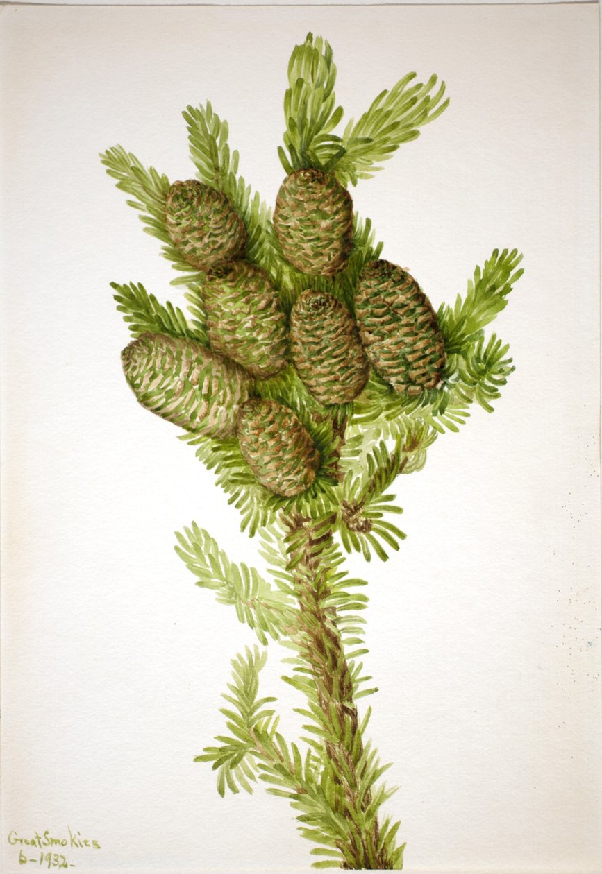 Jodła balsamiczna (Albies fraseri) autorstwa Mary Vaux Walcott