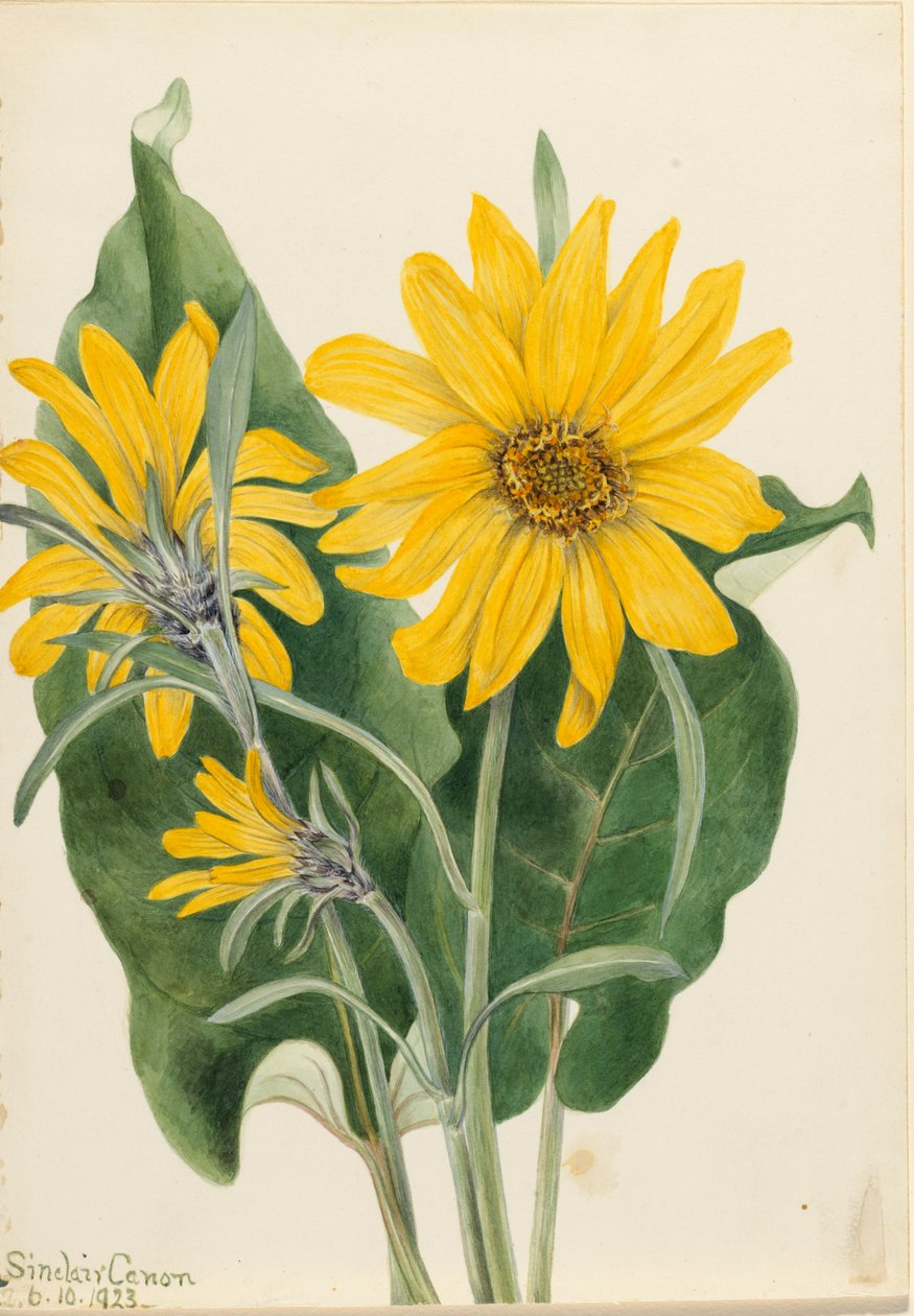 Balsamorhiza sagittata, 1923. autorstwa Mary Vaux Walcott