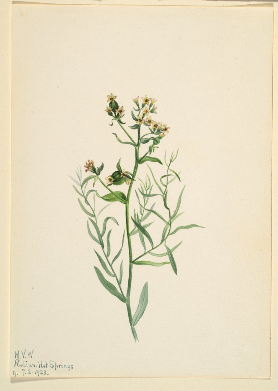 Ropucha brodawkowata (Comandra pallida) autorstwa Mary Vaux Walcott
