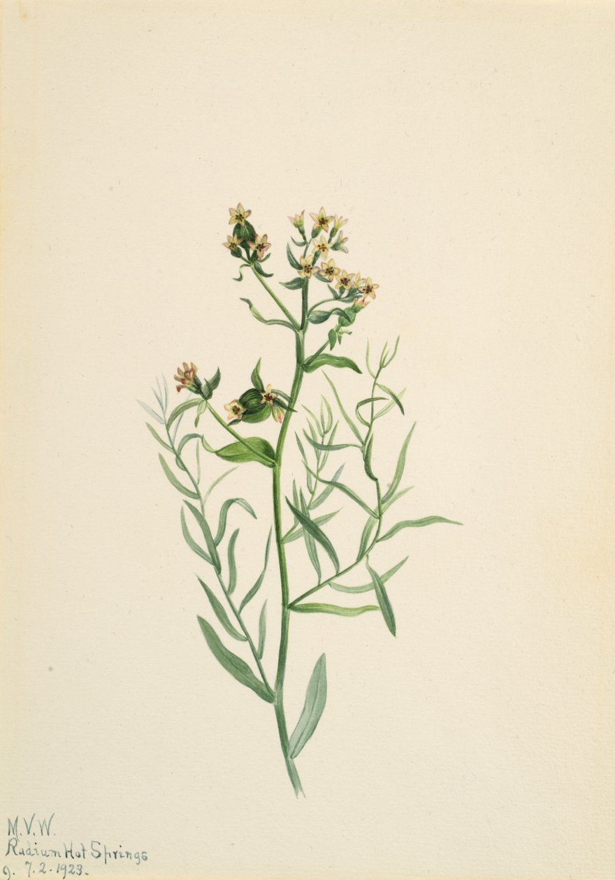 Bastard Toadflax Comandra pallida, 1923. autorstwa Mary Vaux Walcott