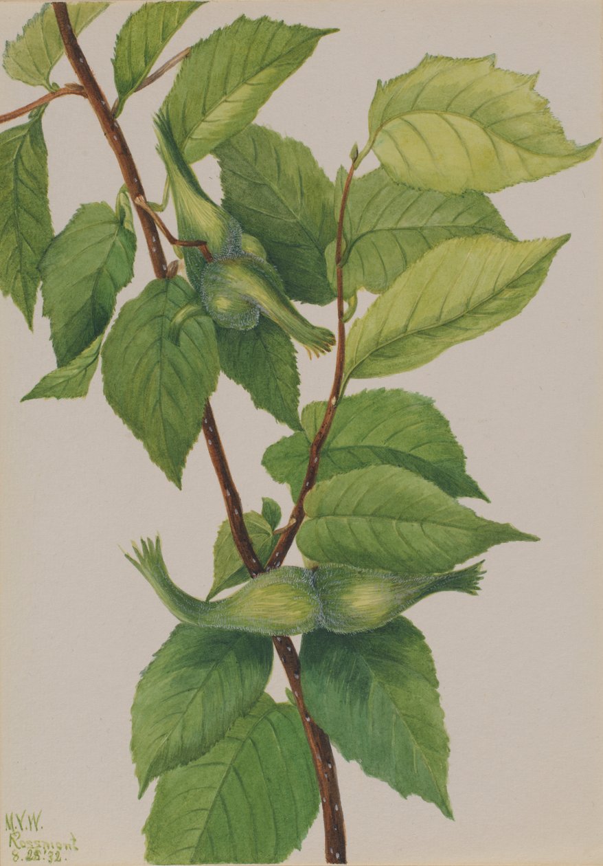 Orzech laskowy dziobaty (Corylus rostrata) autorstwa Mary Vaux Walcott