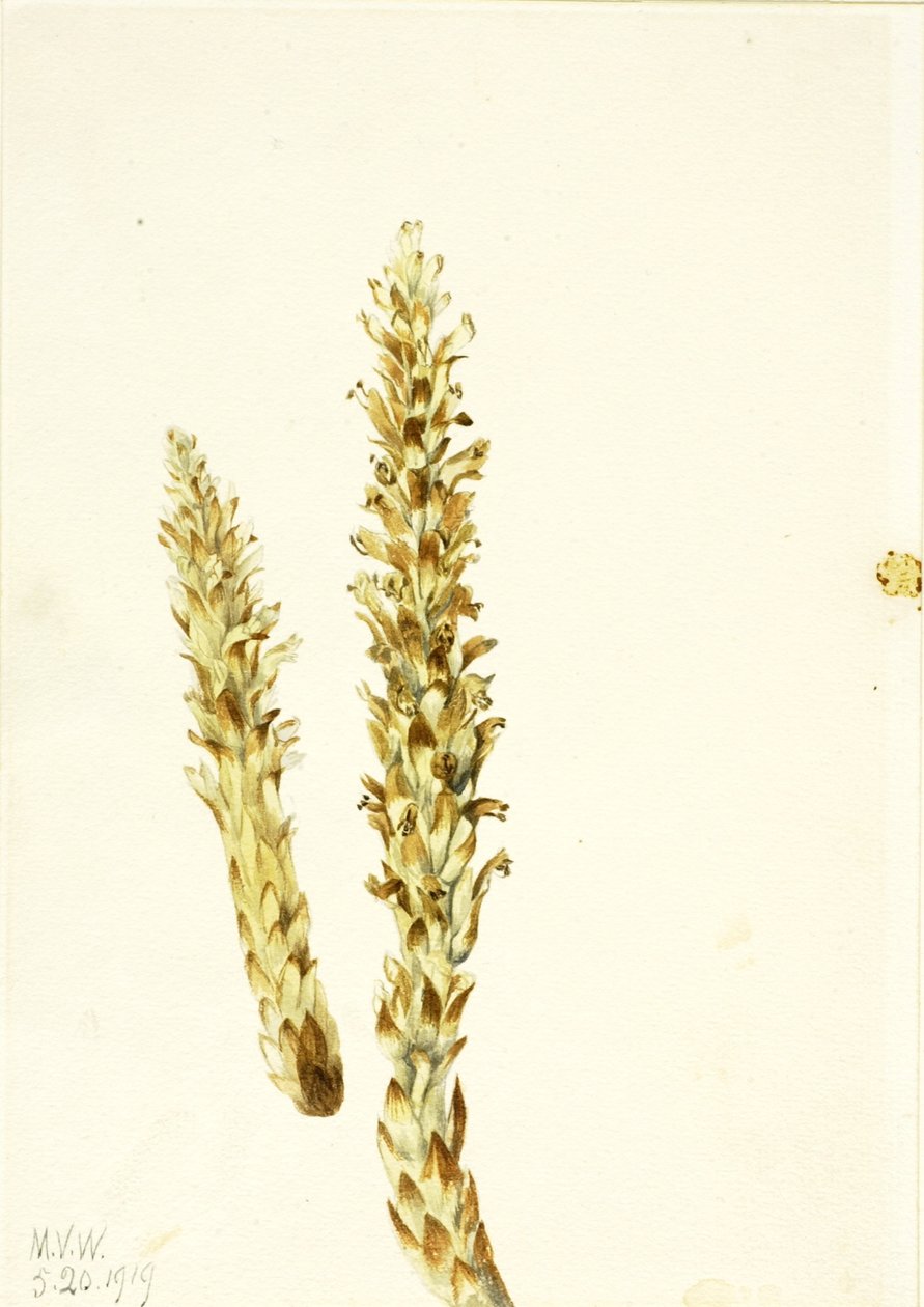 Kukurydza niedźwiedzia (Conopholis americana) autorstwa Mary Vaux Walcott
