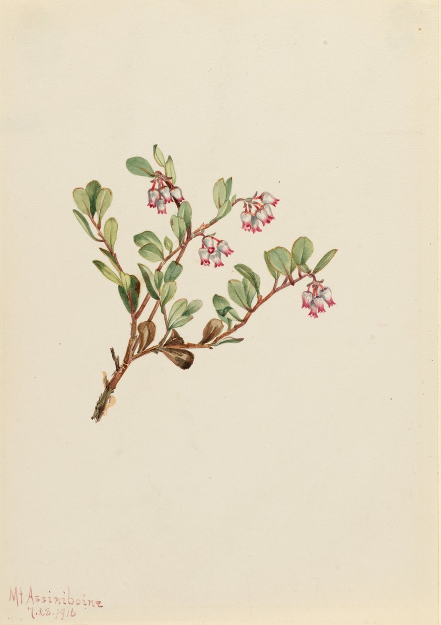 Mącznica lekarska (Arctostaphylos uva-ursi) autorstwa Mary Vaux Walcott