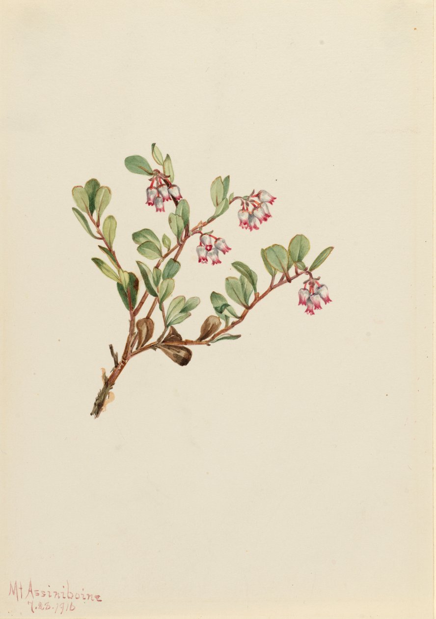 Mącznica lekarska Arctostaphylos uva-ursi, 1916. autorstwa Mary Vaux Walcott