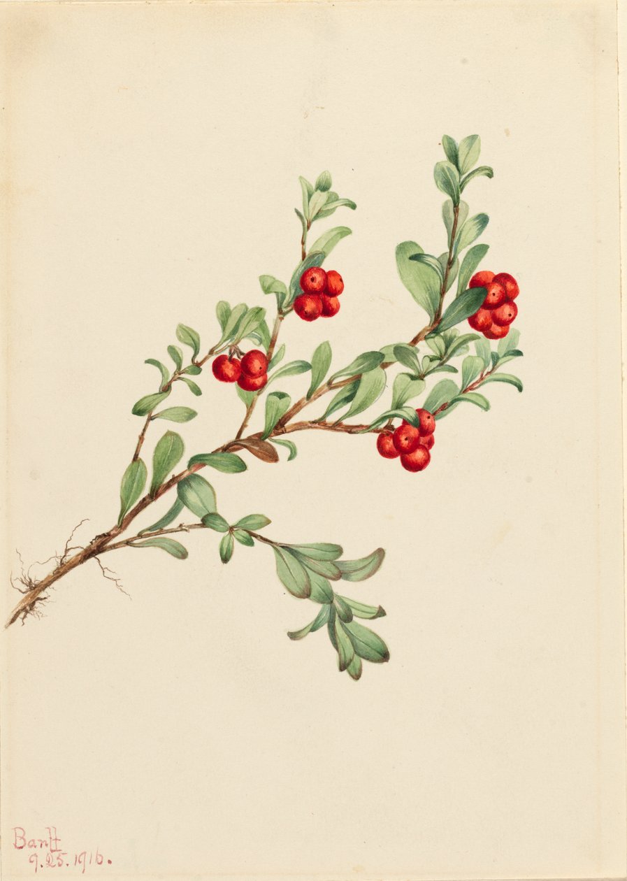 Bearberry Arctostaphylos uva-ursi, 1916.    1164555   pl       polish Successfully Translated  Original: Randtegning, formentlig til titelblad til "Liden Gunver" Translat: Randtegning, formentlig til titelblad til "Liden Gunver" 1263571 pl polish Successfu autorstwa Mary Vaux Walcott