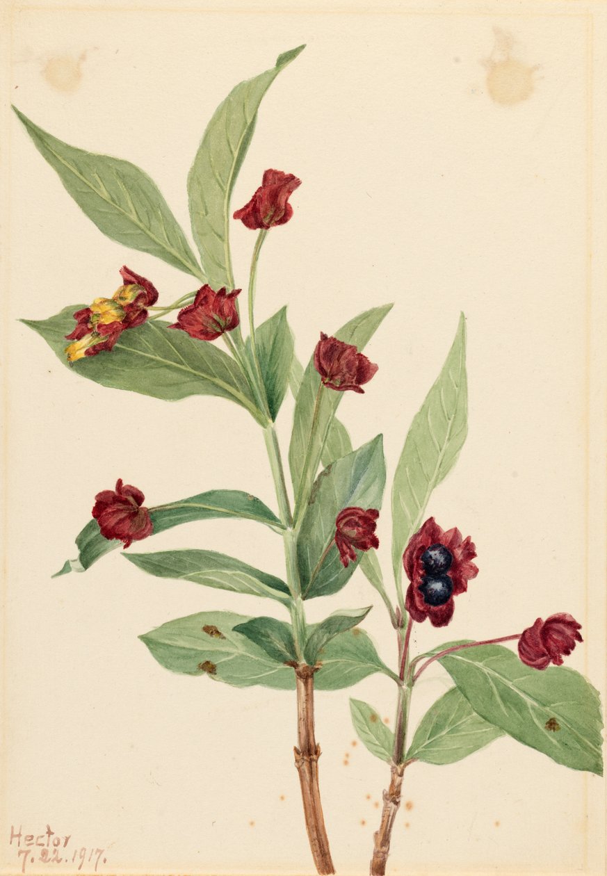 Wiciokrzew pomorski (Lonicera involucrata) autorstwa Mary Vaux Walcott