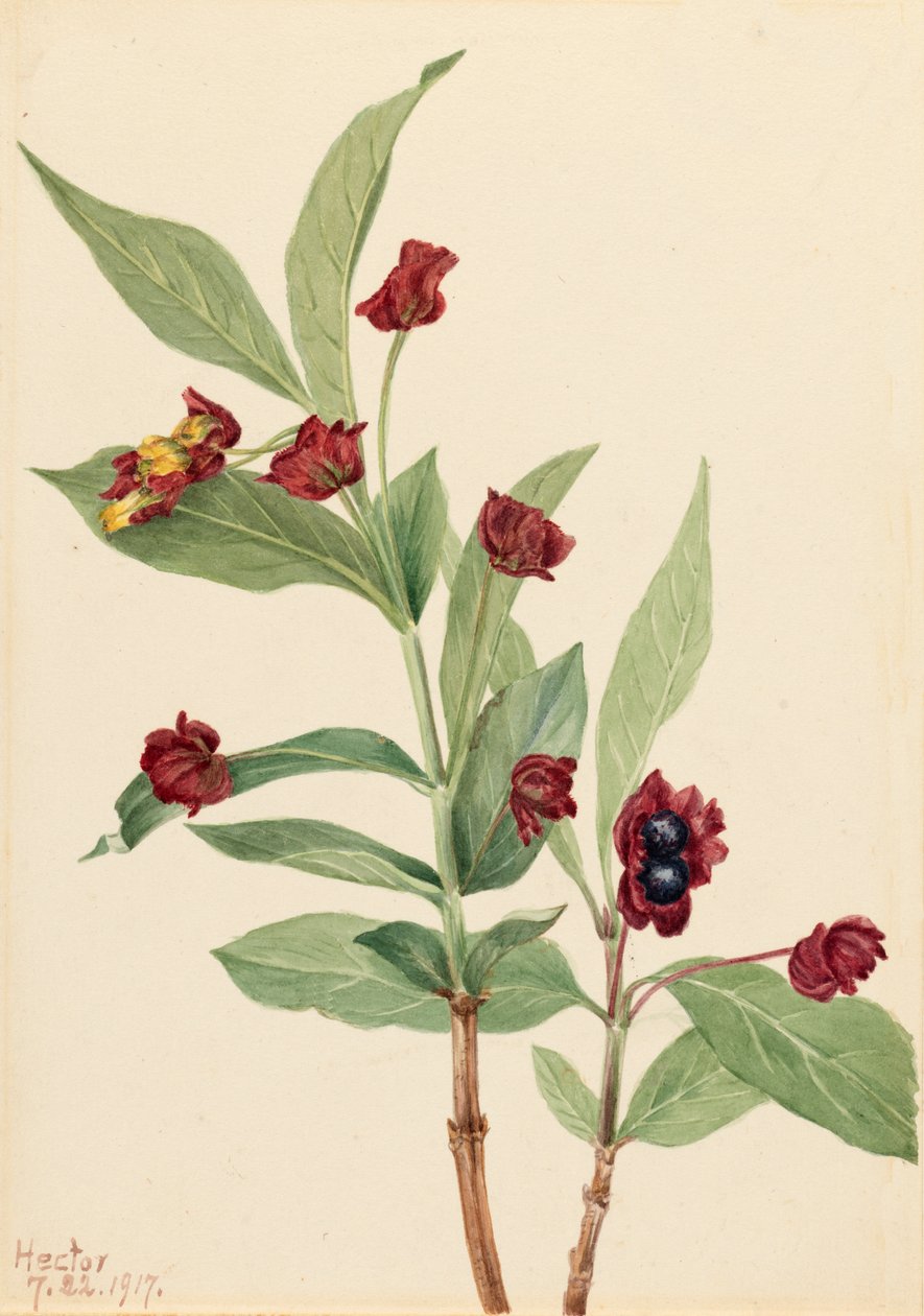 Wiciokrzew mącznicy lekarskiej Lonicera involucrata, 1917. autorstwa Mary Vaux Walcott