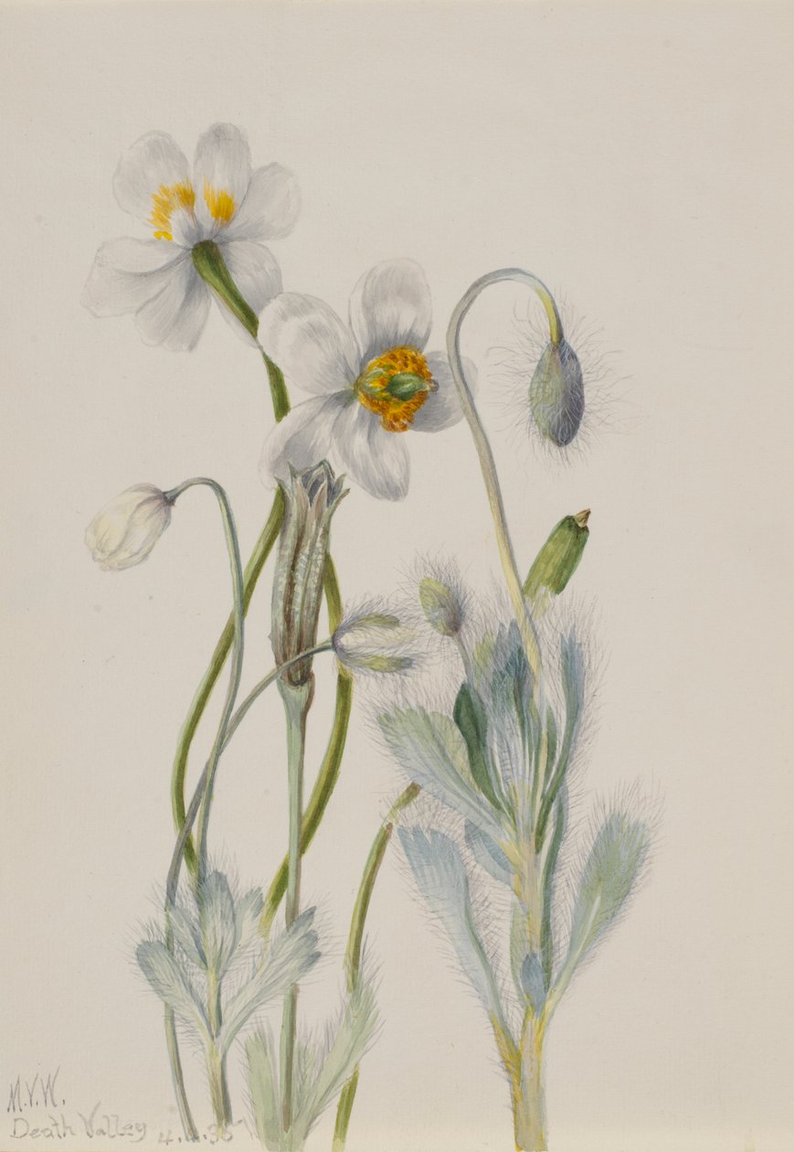 Bearpoppy Arctomecon merriami, 1935. autorstwa Mary Vaux Walcott