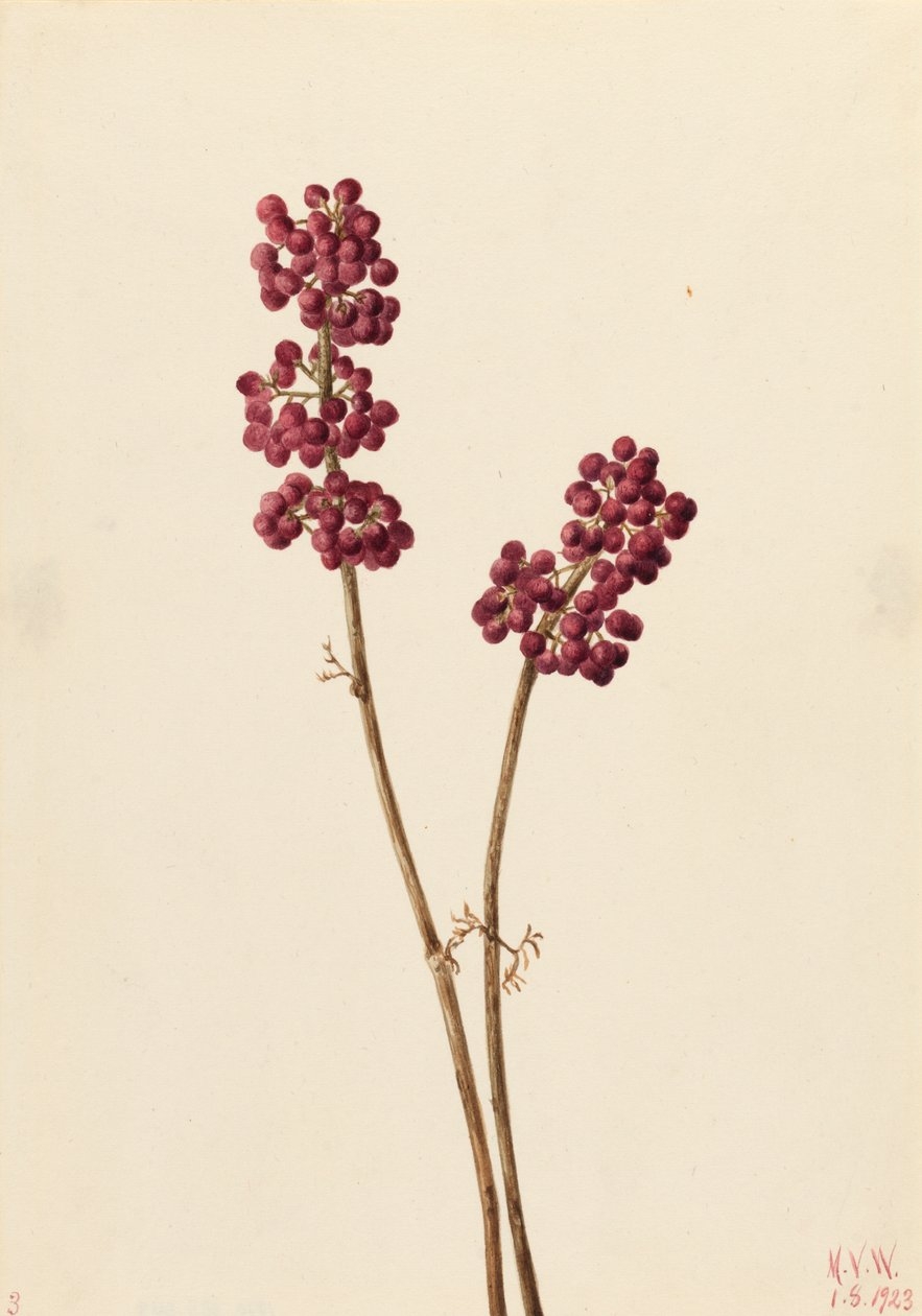 Beauty Berry Callicarpa americana, 1923. autorstwa Mary Vaux Walcott