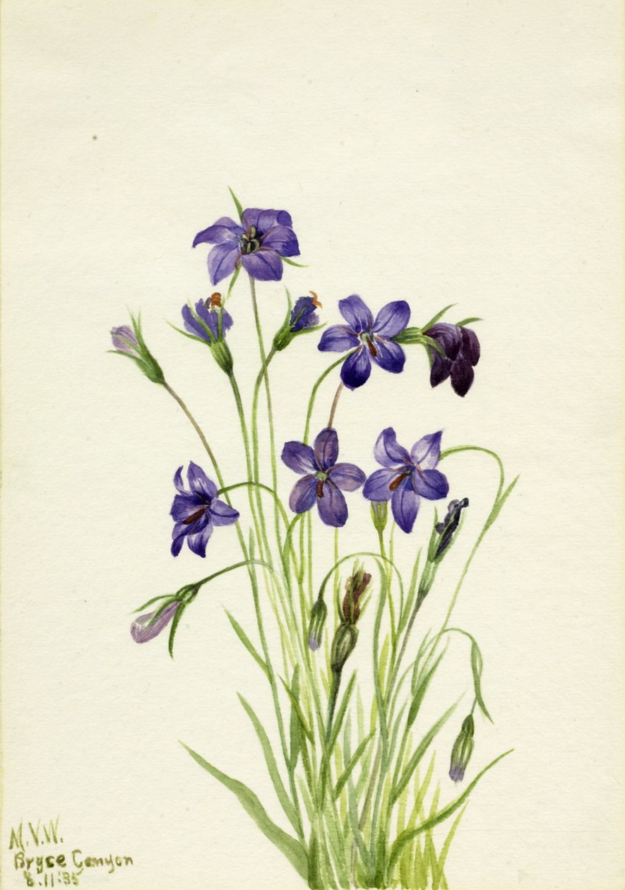 Dzwonek Dzwonkowy, 1935. autorstwa Mary Vaux Walcott