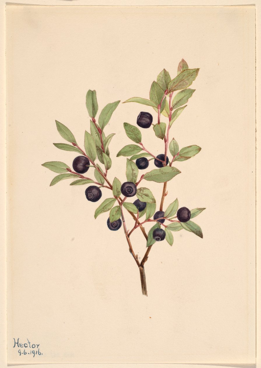 Borówka brusznica (Vaccinium membranaceum) autorstwa Mary Vaux Walcott