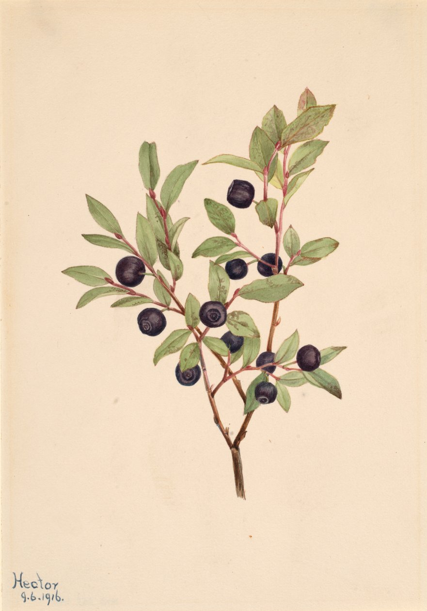 Duża borówka Vaccinium membranaceum, 1916. autorstwa Mary Vaux Walcott