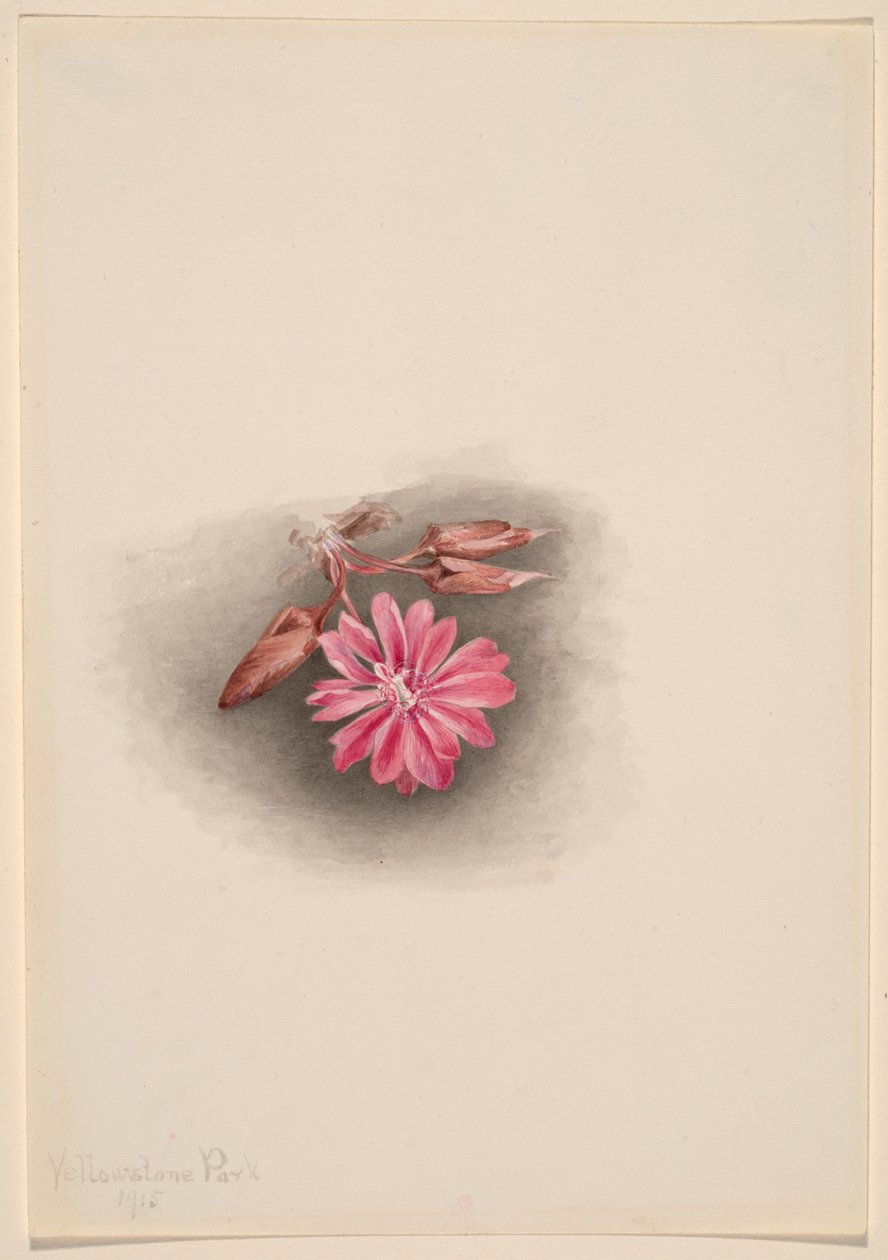Bitterroot (Lewisia redivivia) autorstwa Mary Vaux Walcott