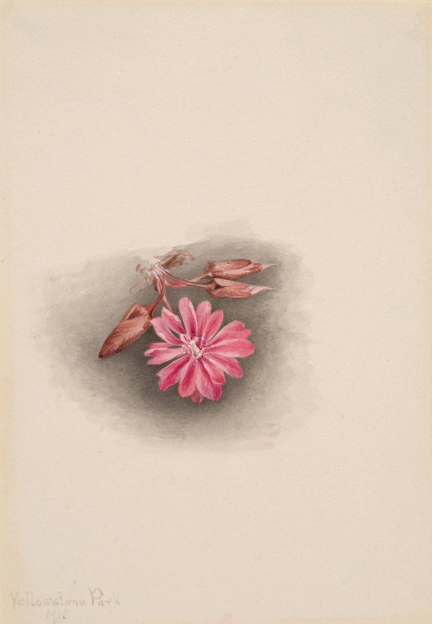 Redivivia gorzkiego korzenia Lewisia, 1915. autorstwa Mary Vaux Walcott
