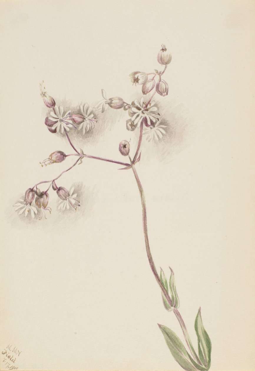 Pęcherz Campion Silene latifolia, 1900. autorstwa Mary Vaux Walcott