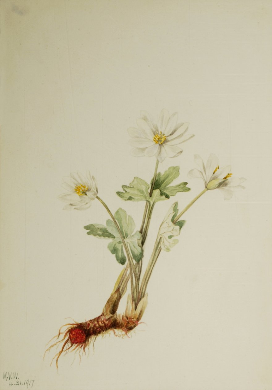 Bloodroot Sanguinaria canadensis, 1917. autorstwa Mary Vaux Walcott