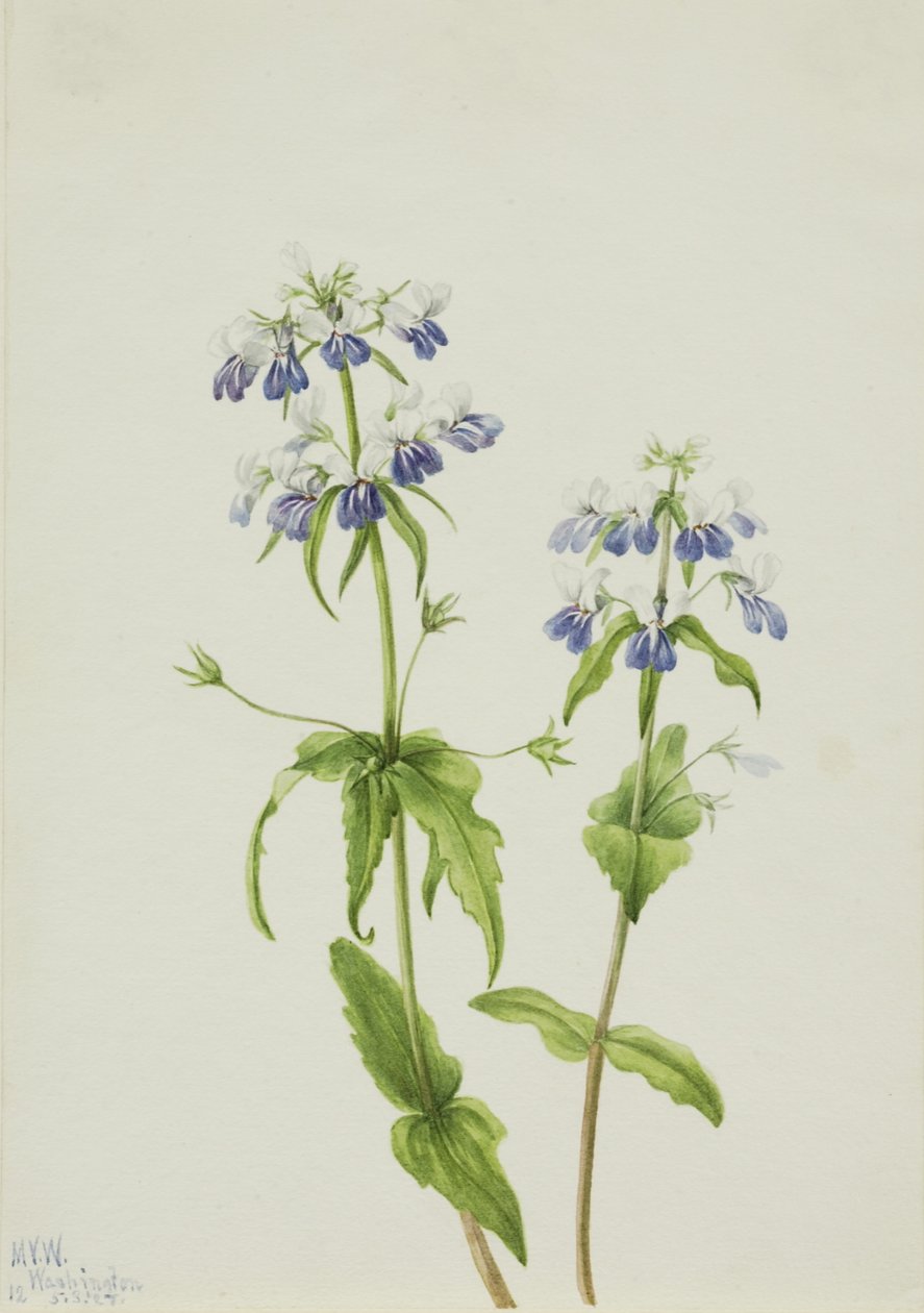 Niebieskooka Maria (Collinsia verna) autorstwa Mary Vaux Walcott