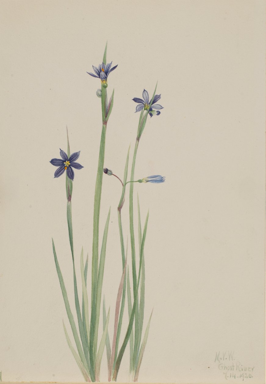 Trawa niebieskooka (Sisyrinchium angustifolium) autorstwa Mary Vaux Walcott