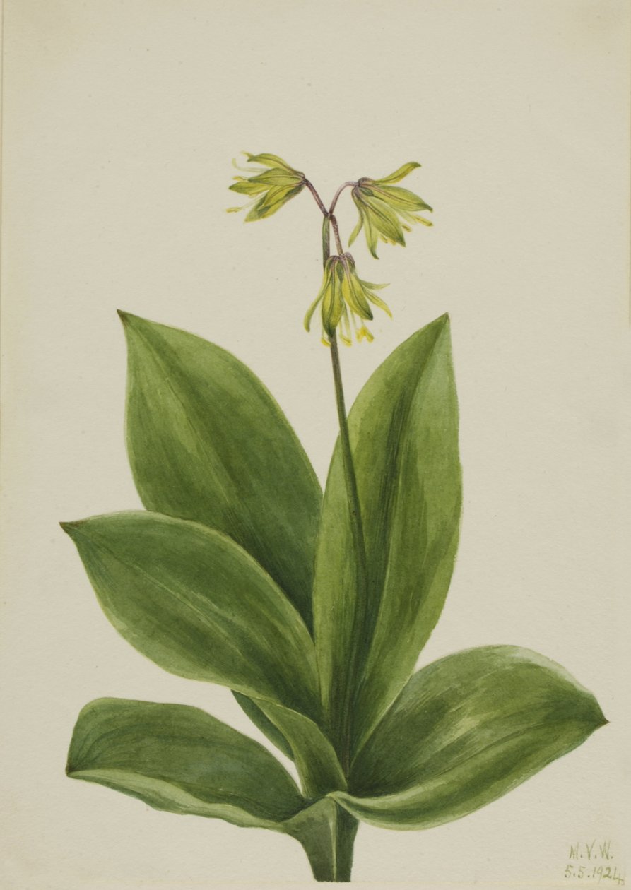 Niebieski koralik Clintonia borealis, 1924. autorstwa Mary Vaux Walcott