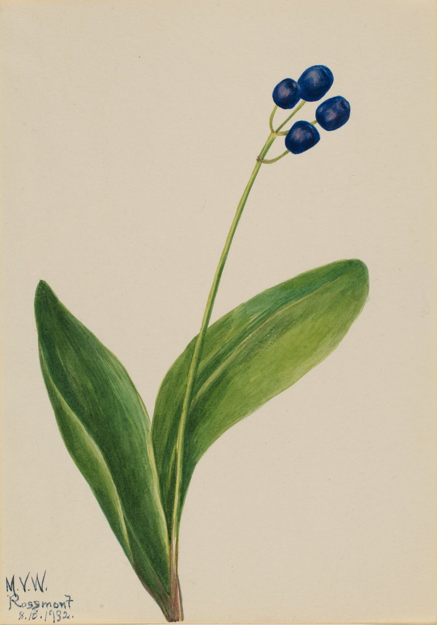 Niebieski koralik Clintonia borealis, 1932. autorstwa Mary Vaux Walcott