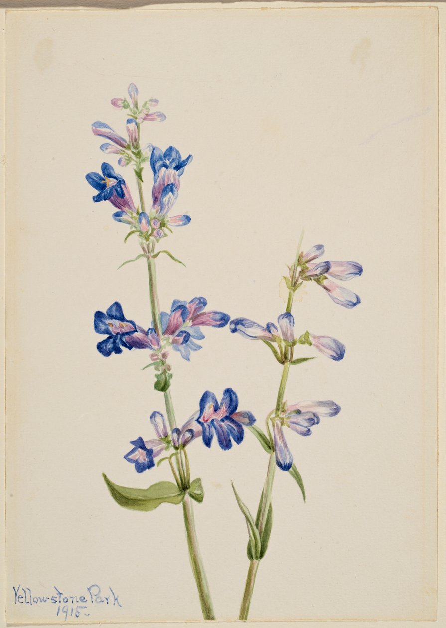Niebieski język brodaty (Pentstemon) autorstwa Mary Vaux Walcott
