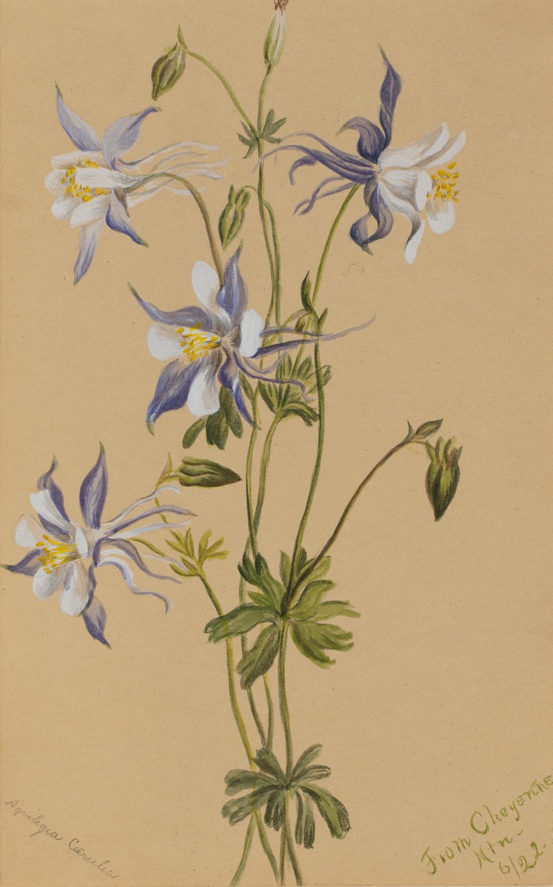 Kolombina niebieska (Aquilegia caerulea) autorstwa Mary Vaux Walcott