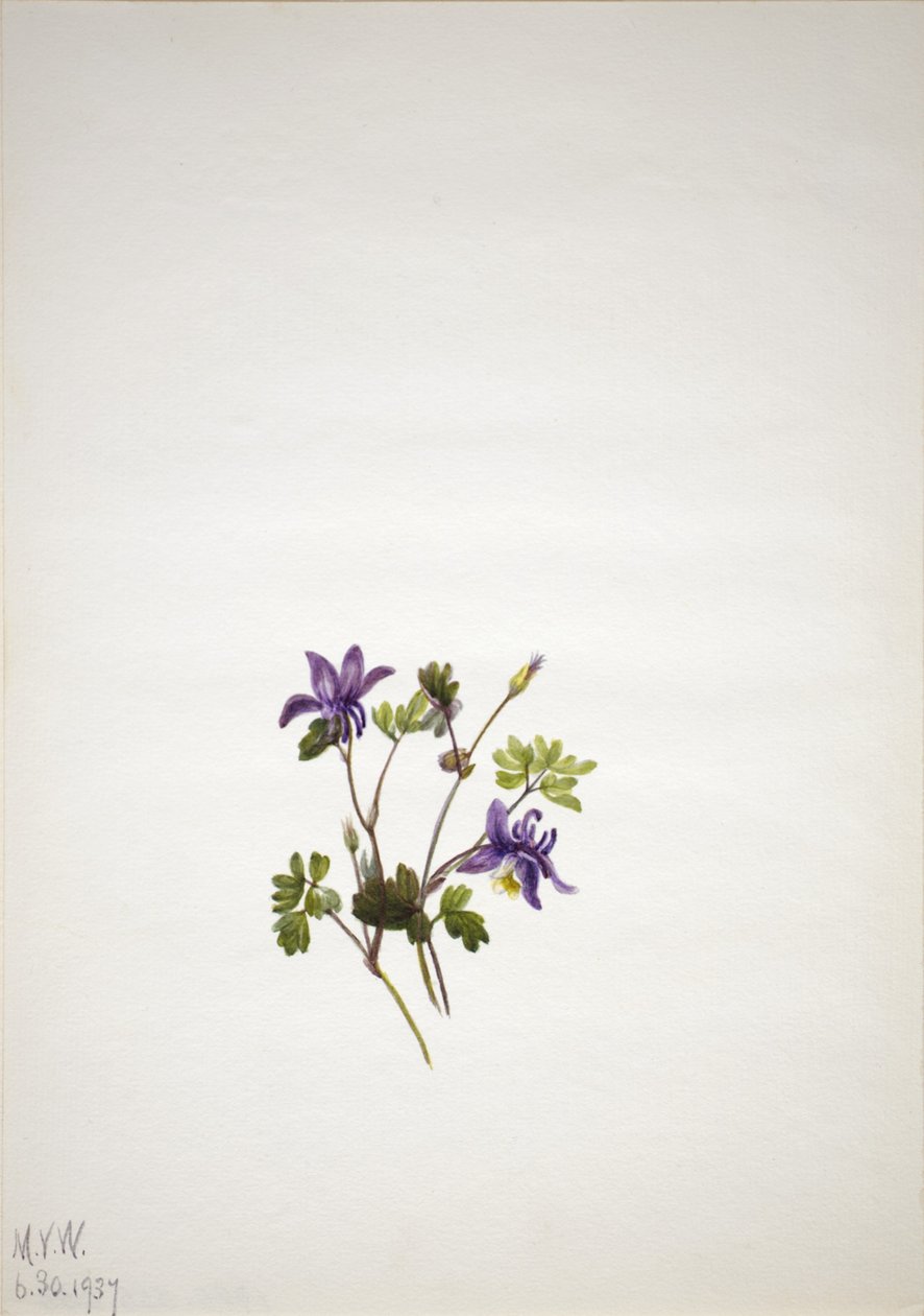 Orlik niebieski (Aquilegia saximontana) autorstwa Mary Vaux Walcott