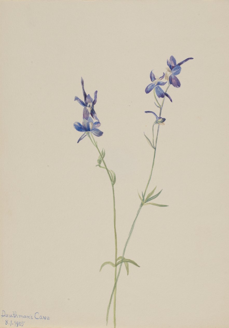 Ostróżka niebieska (Delphinium nuttallianum) autorstwa Mary Vaux Walcott