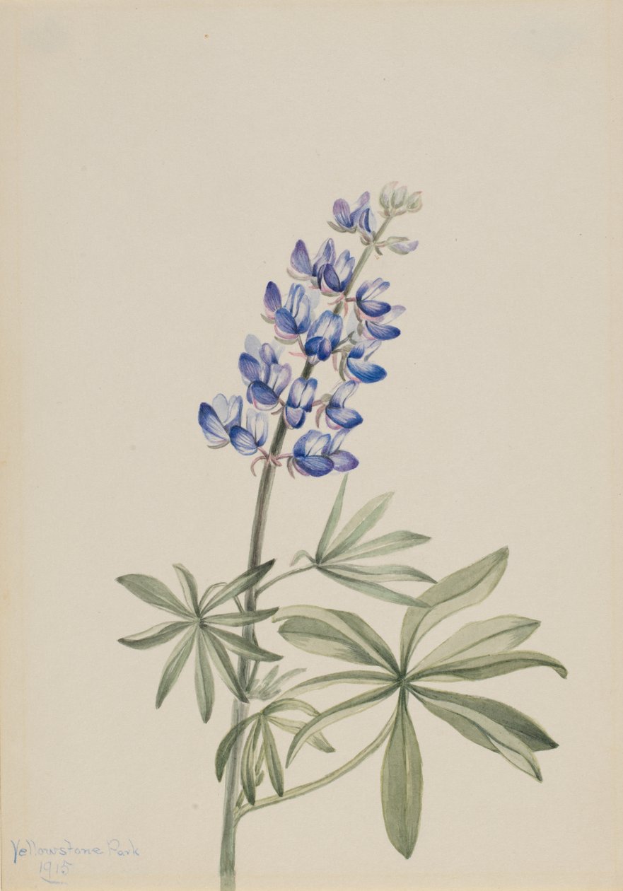 Łubin błękitny Lupinus argenteus, 1915. autorstwa Mary Vaux Walcott