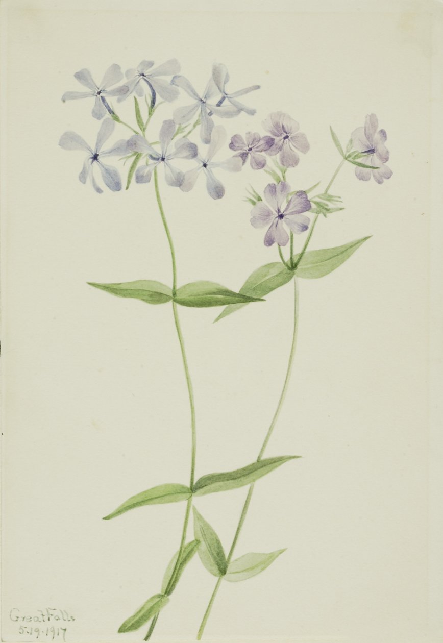 Floks niebieski (Phlox divaricata) autorstwa Mary Vaux Walcott