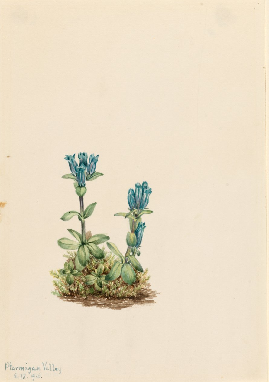 Goryczka niebieskozielona (Gentiana glauca) autorstwa Mary Vaux Walcott