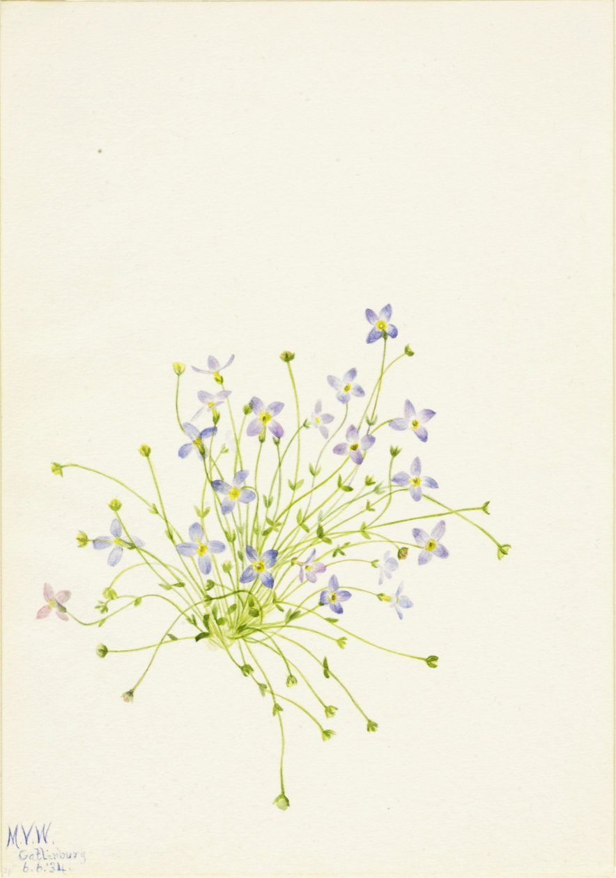 Bluets (Houstonia serpyllifolia) autorstwa Mary Vaux Walcott